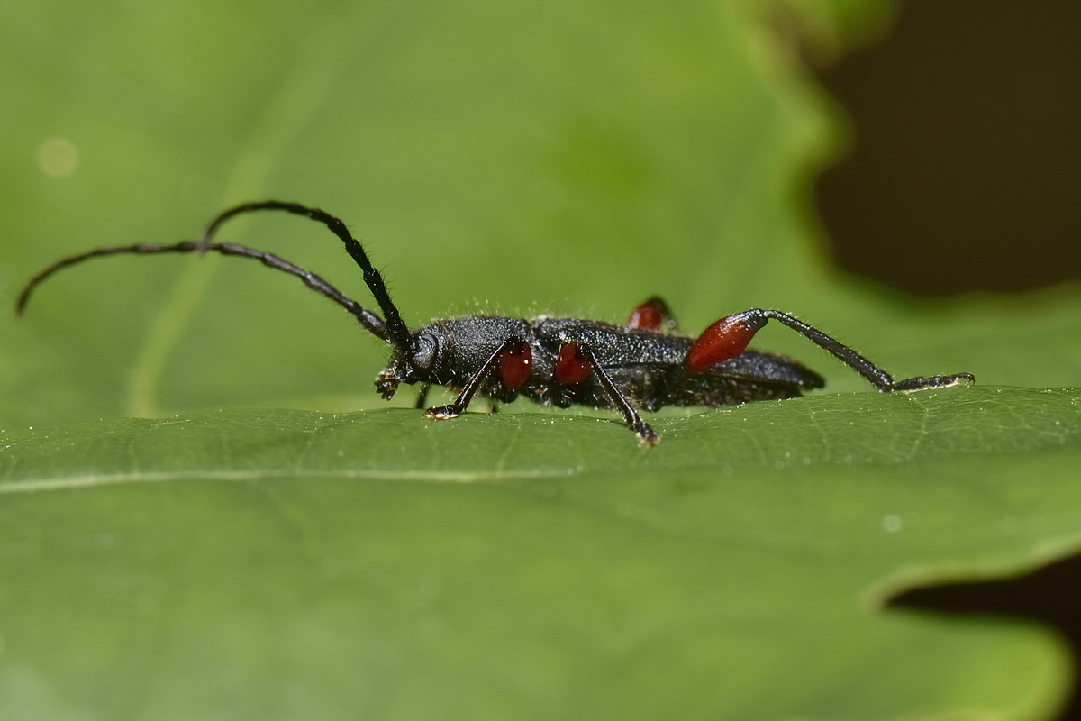 Ropalopus femoratus, Cerambycidae